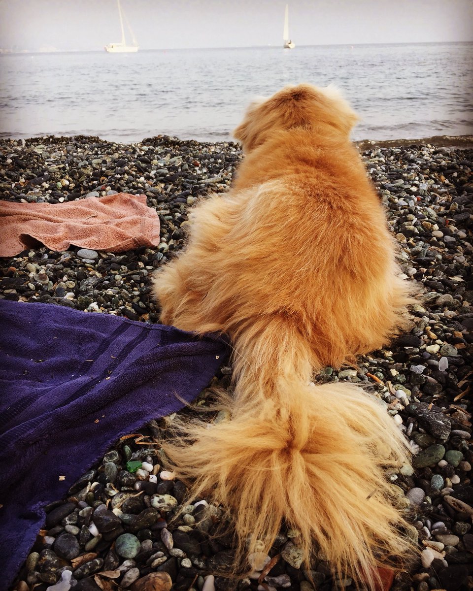 Konobella_it's tweet photo. Wish i was a seawolf :)
#mydog #wuschel #vocation #sommelier #wineblog https://t.co/u89eYZlq18