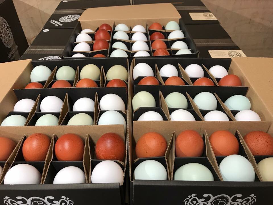 CacklebeanEggs's tweet photo. Look at these beauties, we have some very clever girls 💕🐓🍳🥚👨🏻‍🌾#CackleBean #ArlingtonWhite #CreamLegbar #Maran #Yum https://t.co/WRu7tmKk7E