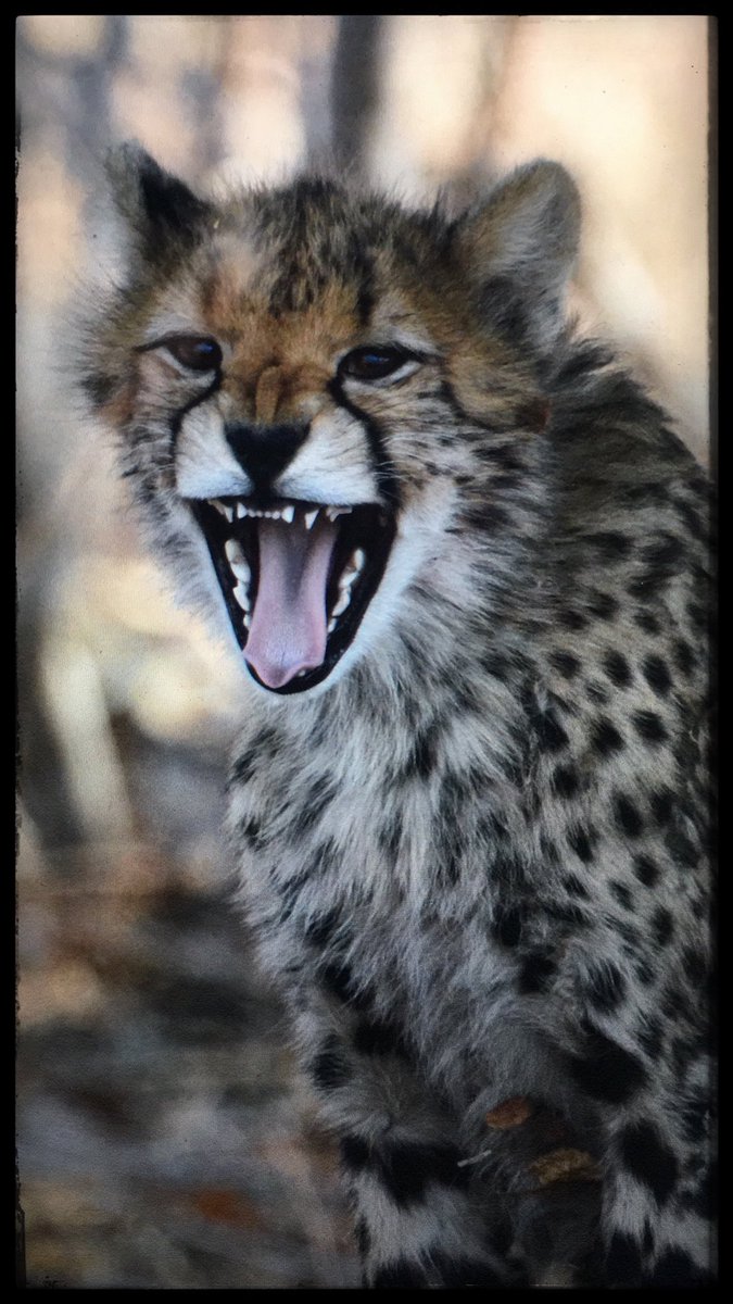 The start of an awesome weekend @sablesandshwange ! #JoinUs #Zimbabwe #Hwange #Safari #SableSands #Cheetah