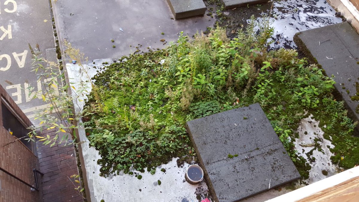 Rockingham Estate tweet media