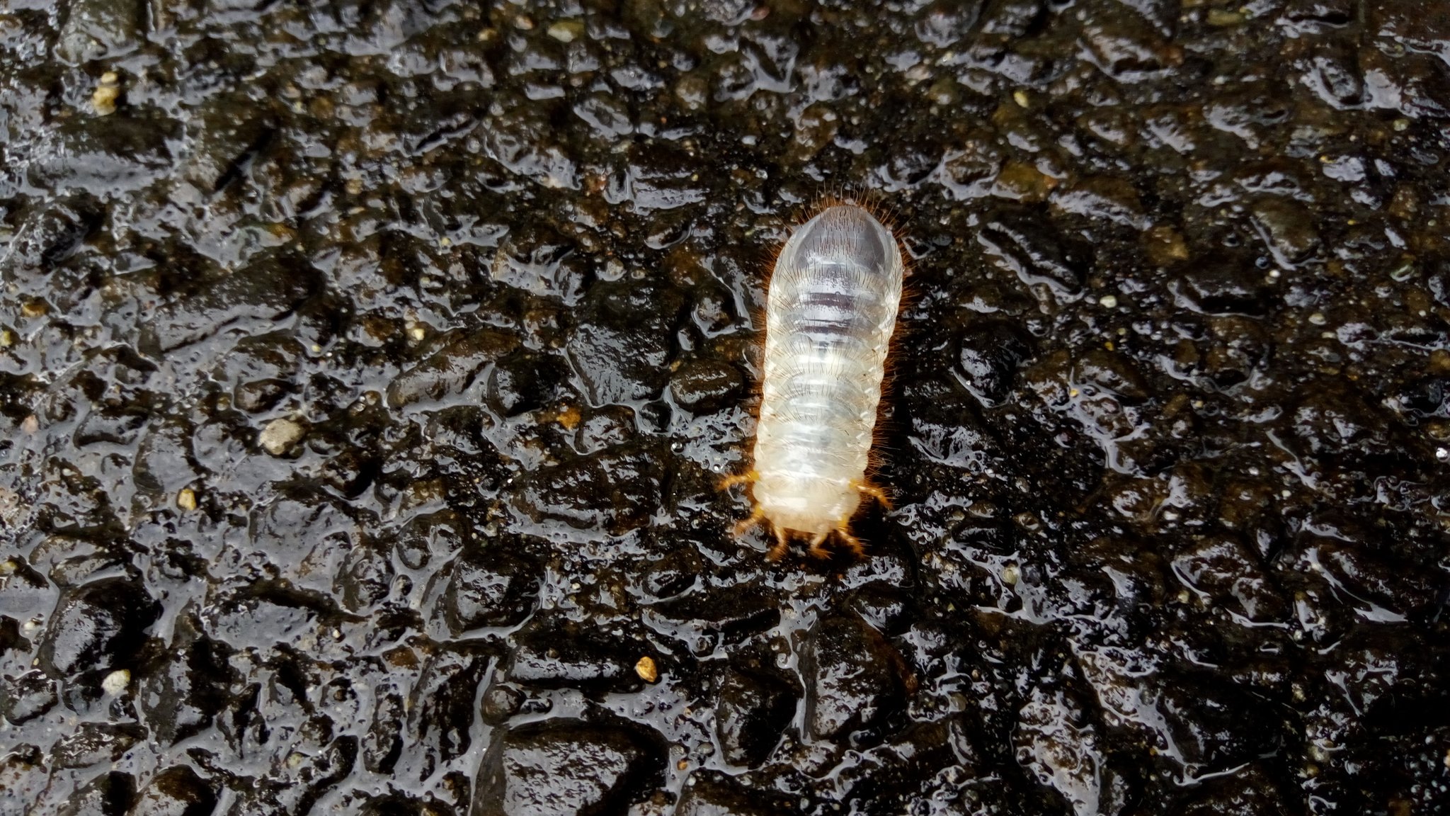 鳥人間 生き物垢 Auf Twitter Rruaolhjpytwk ハナムグリの幼虫と調べたら背中で歩く 虫とでてきました ということは 写真で 見えているのはお腹という事になりますね 背中で歩く虫がいることは初めて知りました 教えて下さりありがとうございましたm M
