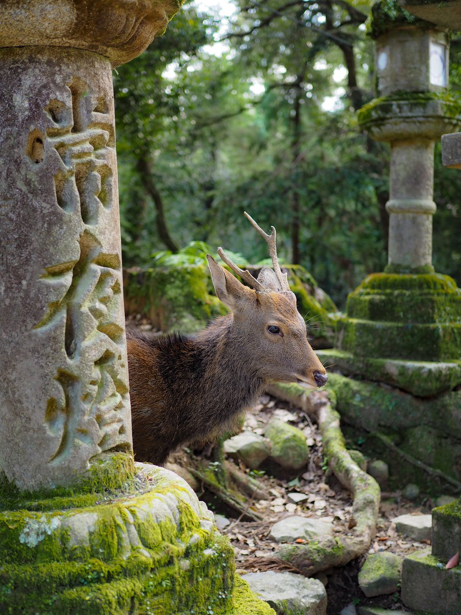 あひる隊長 V Twitter 奈良 かっこいい鹿さん 奈良といえば鹿さん 奈良公園から春日大社までいたるところにいますw ちょうど角切り間近で大きい角は切られてました Olympuspenepl7 奈良 鹿 写真好きな人と繋がりたい ファインダー越しの私の世界