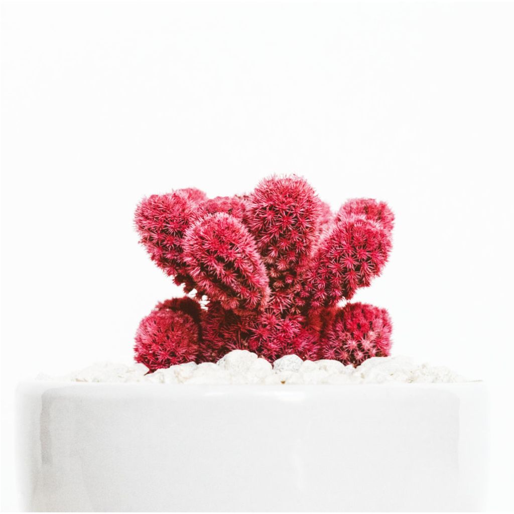 DOME_Store's tweet photo. In a world full of #thorns, not every cactus can shape the same. We #thinkgreen. But we also #thinkred; we think #globalhappiness. https://t.co/Qkfh377GVF