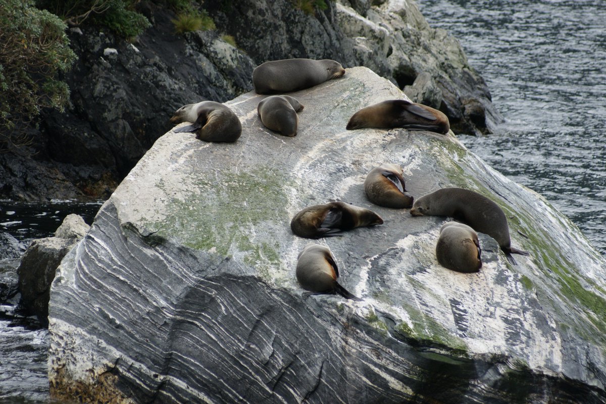 QamNas's tweet photo. New Zealand fur seals at Milford Sound #Caveps2017 @PalaeoJamesRule @DPHocking @P_hazael https://t.co/8XaBlFhFKo