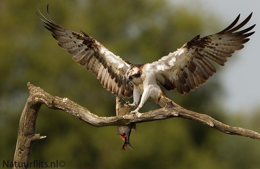 Visarend in Drenthe natuurflits.nl/visarend-in-dr…