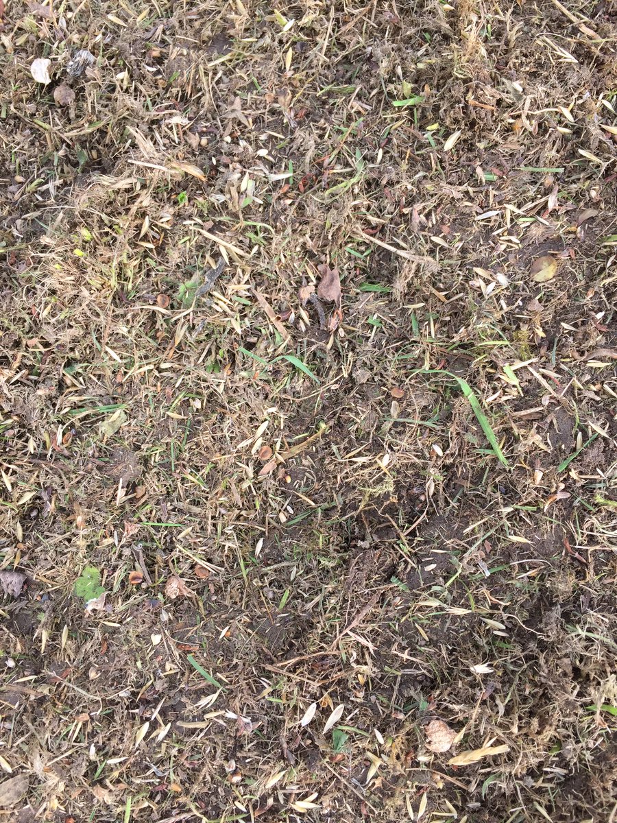 Farmercological's tweet photo. Another site completed & sown with #wildflower seed yesterday. The farm's #traditionalbreed, White Park cattle should help establishment. https://t.co/BluingJfgP