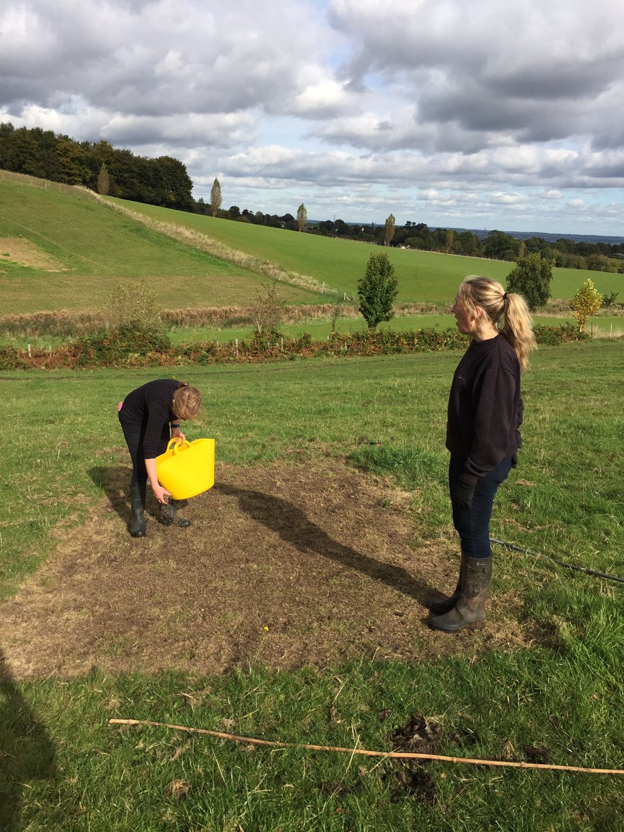 Farmercological's tweet photo. Another site completed & sown with #wildflower seed yesterday. The farm's #traditionalbreed, White Park cattle should help establishment. https://t.co/BluingJfgP