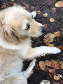 damoss's tweet image. Sitting in the wet silence with Annie in the park what can be better?