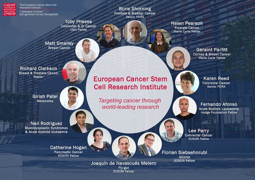 ECSCRI's tweet image. 11 research teams work in ECSCRI, working on a variety of themes to improve our understanding of cancer stem cells.

cardiff.ac.uk/cancer-stem-ce…