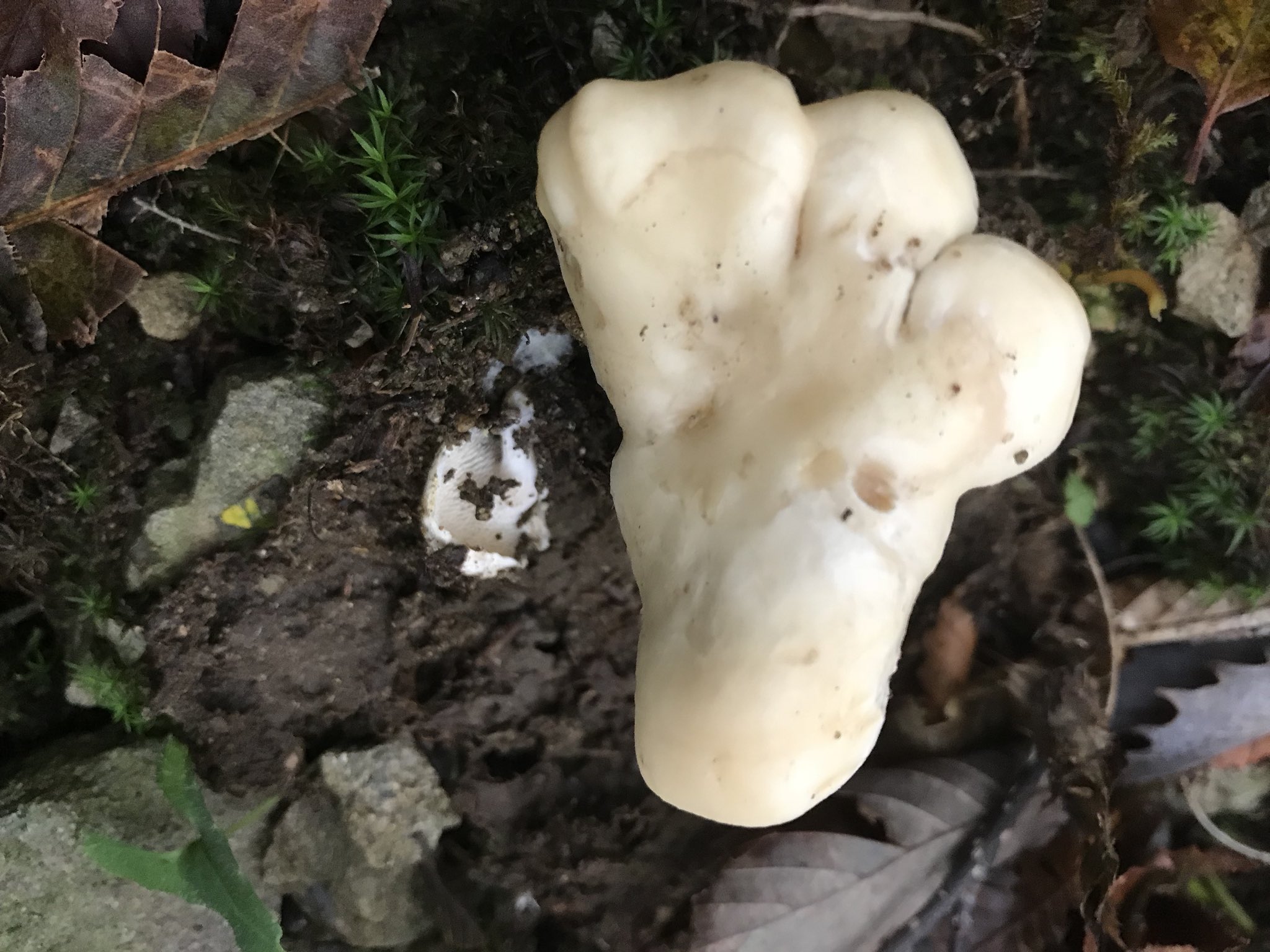 H6o6l6y カノシタ 長年食べられてきたけど近年 毒成分が発見されたらしい 少量なら食べちゃうけどね H6o6l6y カノシタ 長年食べられてきたけど近年 毒成分が発見されたらしい 少量なら食べちゃうけどね