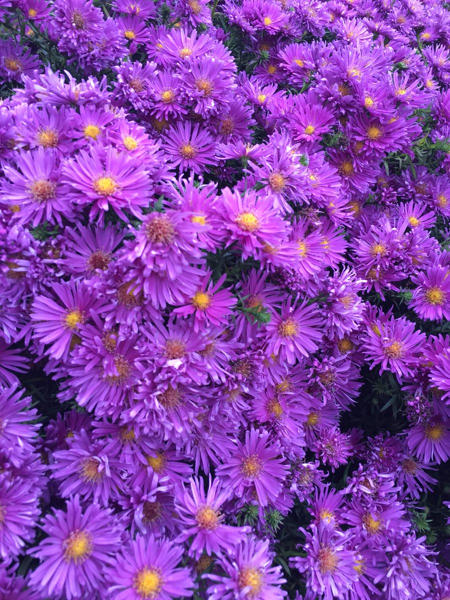 Daily Flowers (DailyFlowers) Twitter