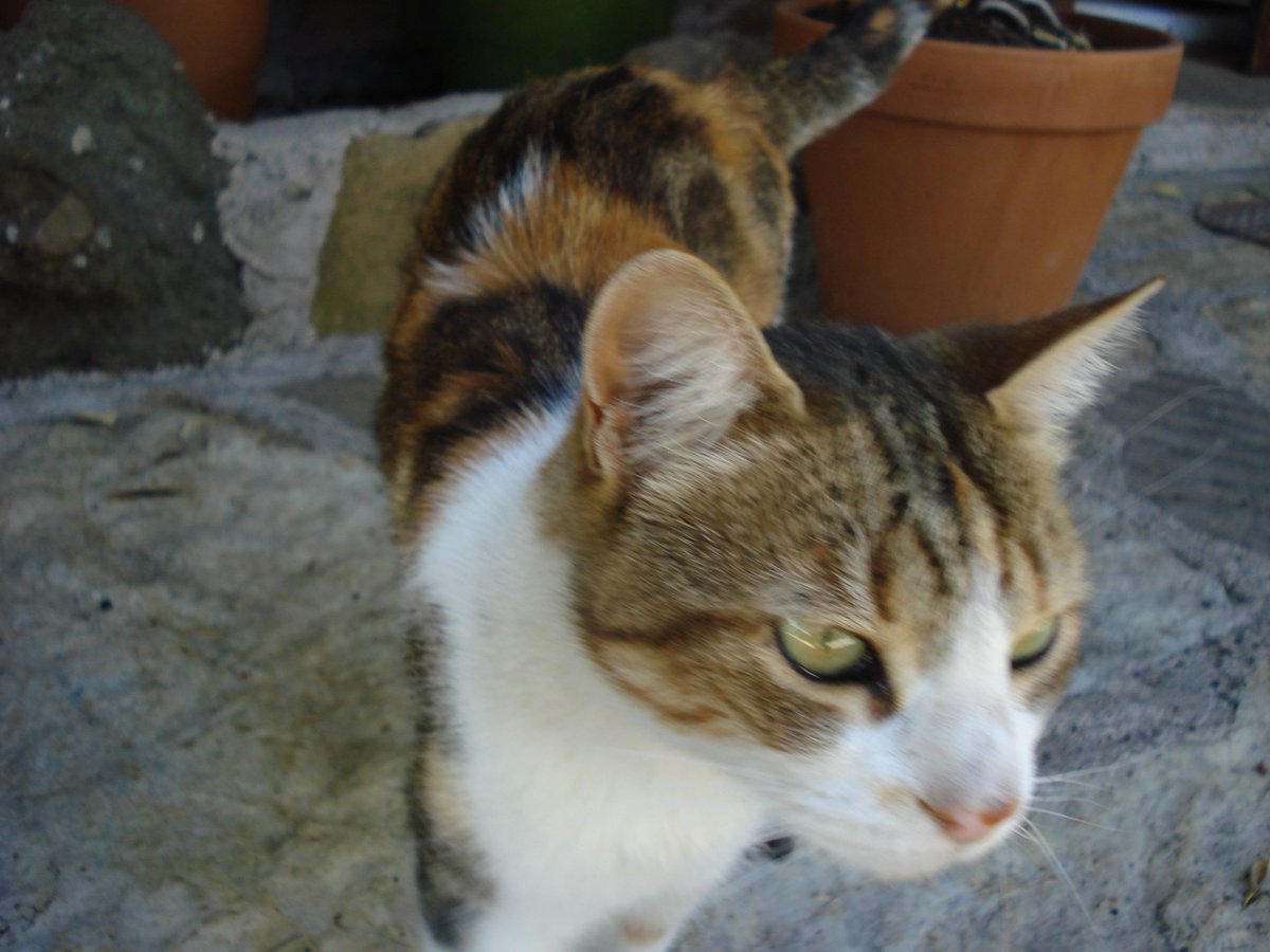 jullia_muska's tweet photo. Breakfast time & relaxing @ Croquette the cute cat. https://t.co/rFTsuo8OdH CAT-FOTOS
#cutecat
#CatsOfTwitter
#cat
#kittycathat
#kittycat https://t.co/eJ0yyCoKnu