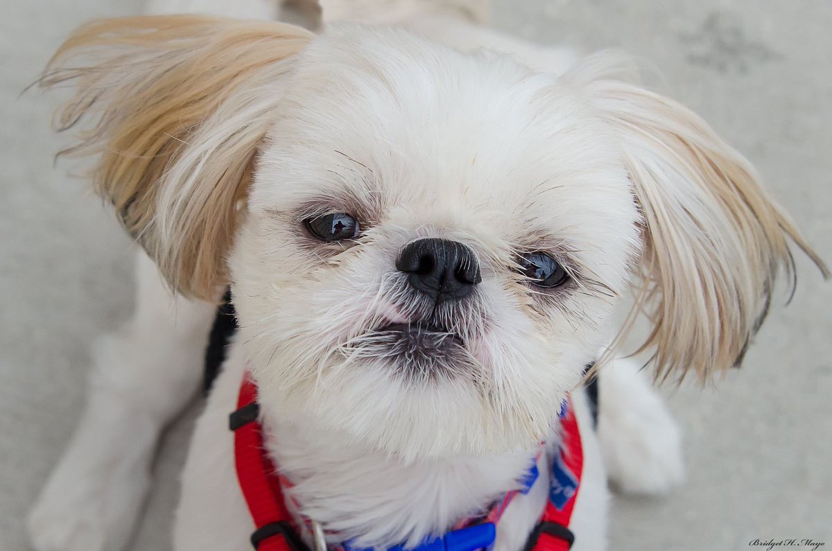 Meet Miles At Petco 3535 Perkins Rd., Sat 10/7 from  12–3 p.m.  #ADOPT