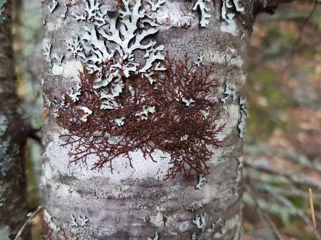 RoyalAlberta's tweet photo. What secrets do mosses & liverworts reveal about our environment? Find out from our #Botany curator: https://t.co/TVjI4Y9Gka #RAMResearch https://t.co/mUClo0SfBv