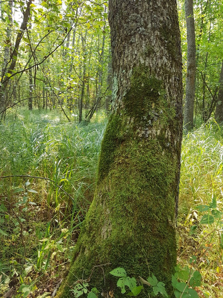 RoyalAlberta's tweet photo. What secrets do mosses & liverworts reveal about our environment? Find out from our #Botany curator: https://t.co/TVjI4Y9Gka #RAMResearch https://t.co/mUClo0SfBv