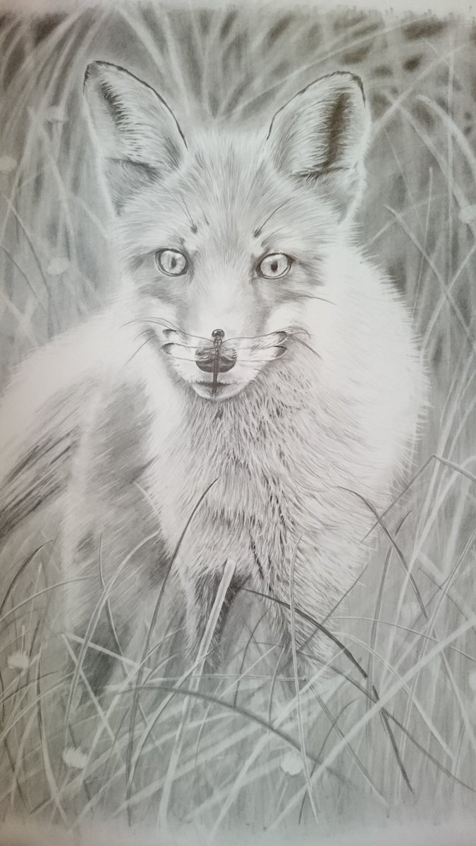 狐の鉛筆画 狐の鉛筆画 - メルカリ