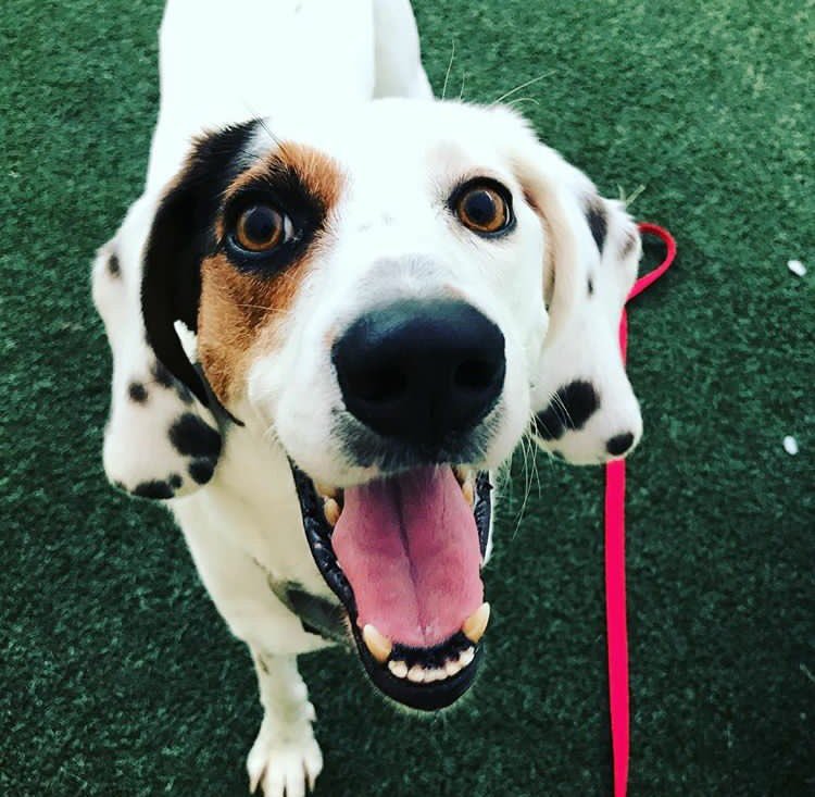 AnimalFriendsPA's tweet photo. October is Adopt-a-Shelter-Dog month! If you've been looking for a new four-legged family member, look no further than AFW. Just look at these faces 💕🐶🐾 https://t.co/1Cz2UHcu1L