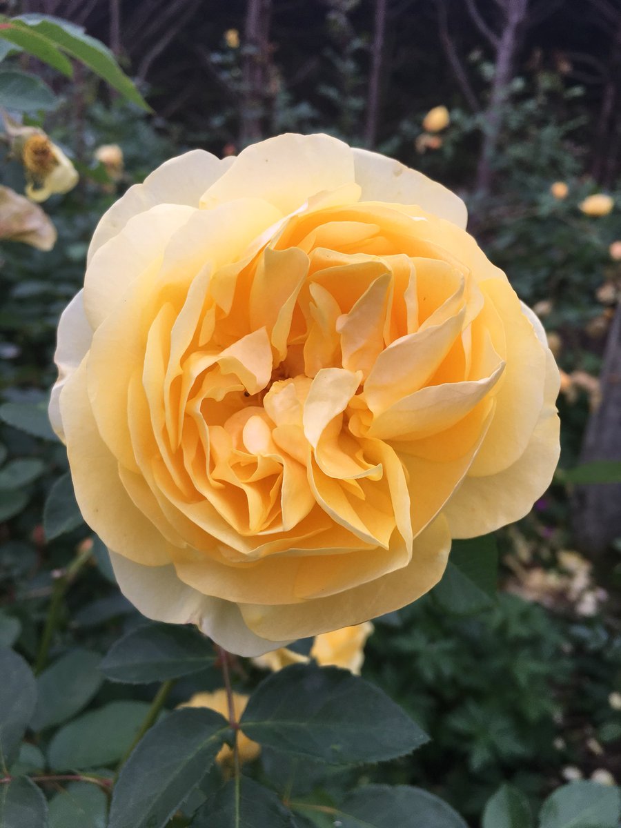 Daily Flowers (DailyFlowers) Twitter