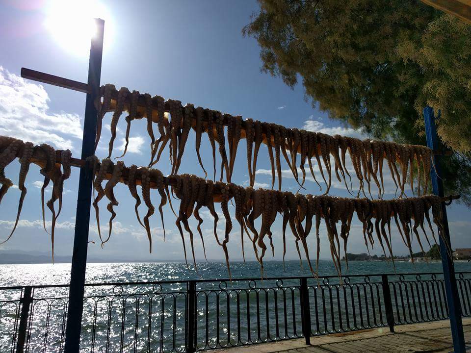 GCHols's tweet photo. Last day of #ladiesweek. Hot windy #cycle to Seta. #climbing #QOM #ladieswhocycle #teamGCH #girlsonbikes #cyclegreece #evia #girlswhoride https://t.co/YFKdF4Zb2F