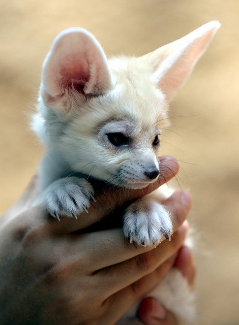 ShamefulBondage's tweet photo. —Para información de @undxrworldsxn, Azir is this. Un pequeño zorro fennec. https://t.co/Lfi2ZGNktl