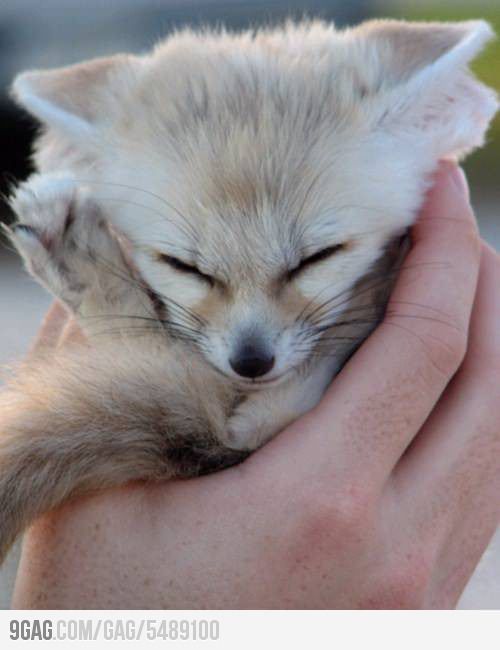 ShamefulBondage's tweet photo. —Para información de @undxrworldsxn, Azir is this. Un pequeño zorro fennec. https://t.co/Lfi2ZGNktl