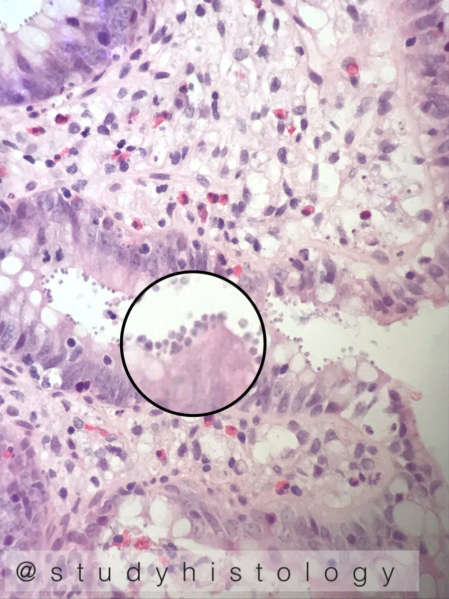 Histology Student tweet media