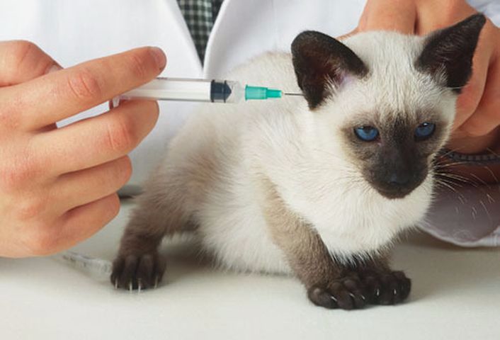 Tom_And_Co's tweet photo. Faire vacciner son chat est un acte responsable de la part du maître. https://t.co/dXVMfr7l86