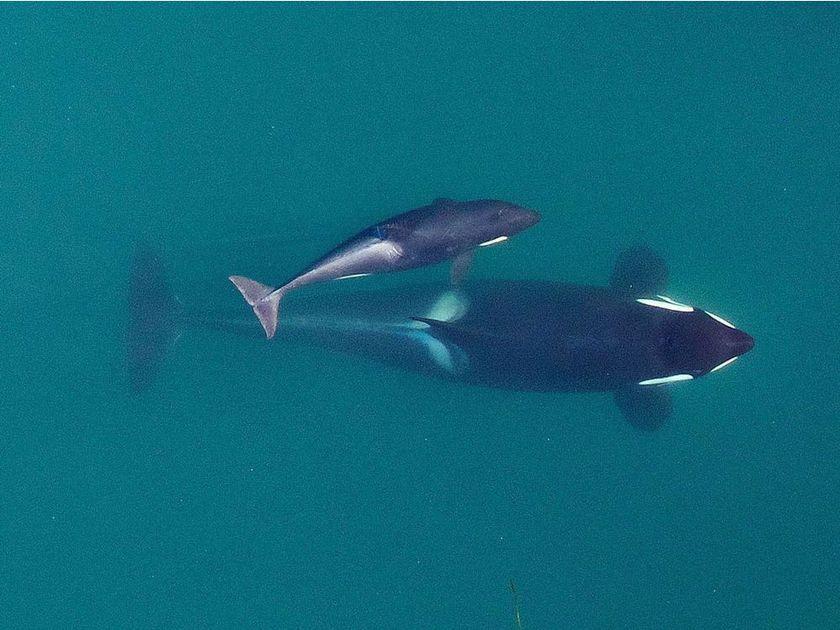 lpynn's tweet photo. @JustinTrudeau govt bans reporters from key meet on endangered southern resident killer whales next week in Vancouver. @DFO_MPO @DLeBlancNB https://t.co/sw0lrS5rmM