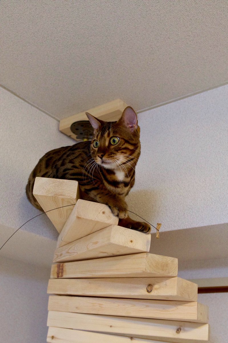 たけのこごはん 1歳の誕生日プレゼント ベンガル Bengalcat 猫 ねこ 伊吹 キャットタワー 螺旋 階段 手作り Diy バースデー プレゼント
