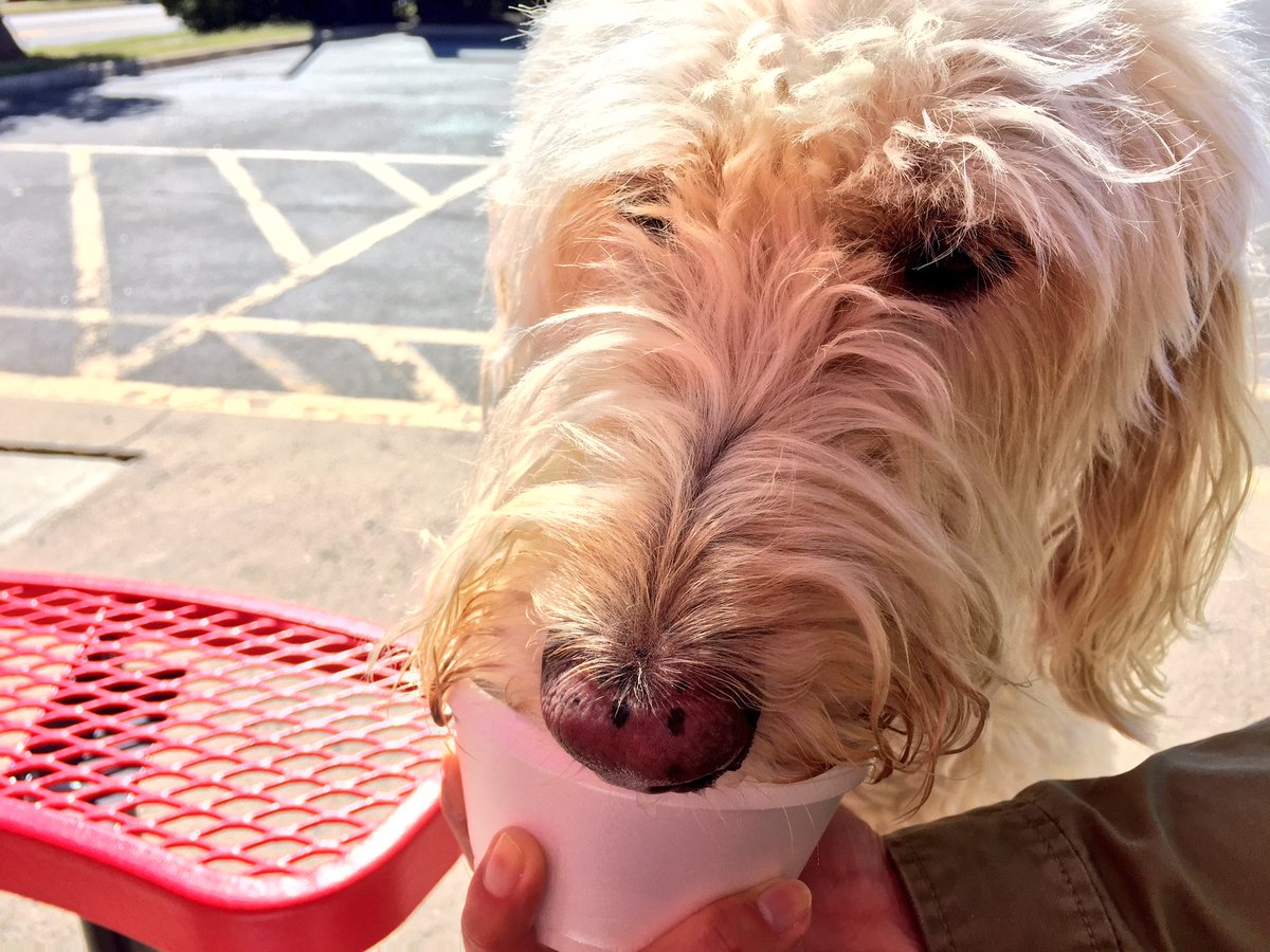 I'm an ice cream fiend, know what I mean? / Addicted to swirl girl, looking for a soft serve queen 
.
#icecream #dog #labradoodle