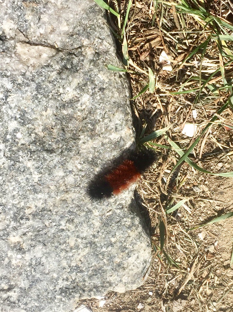 Woollyworm Hashtag On Twitter