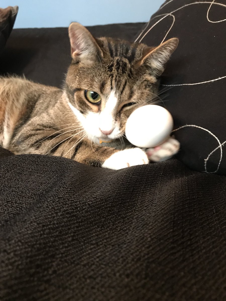 marianne_khalil's tweet photo. Egg bandit https://t.co/PMusEz00no