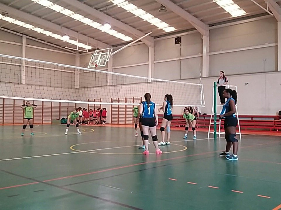 Todovoley tweet media