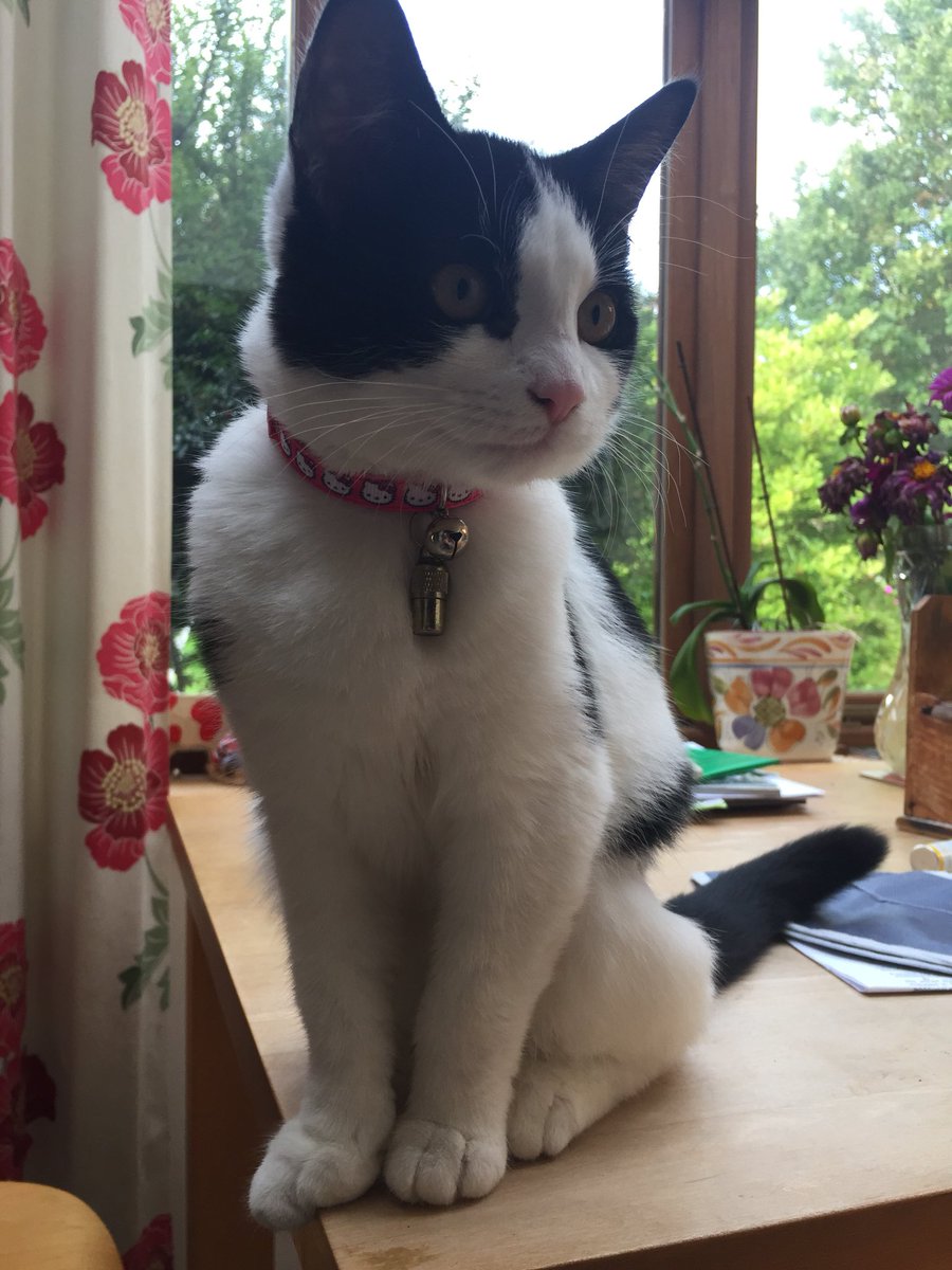 vickyshirley's tweet photo. Batcat and Hello Kitty #newcollars #Caturday https://t.co/wSs19x6wVk