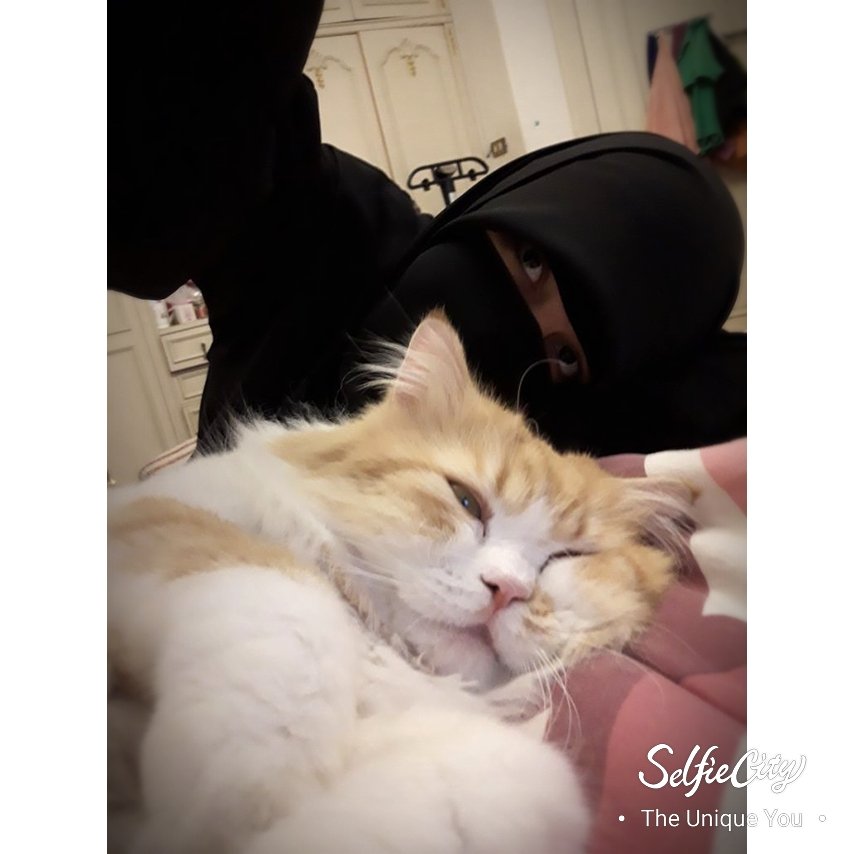 __sarrraaa__'s tweet image. #mesho 
my lovely cat🐱