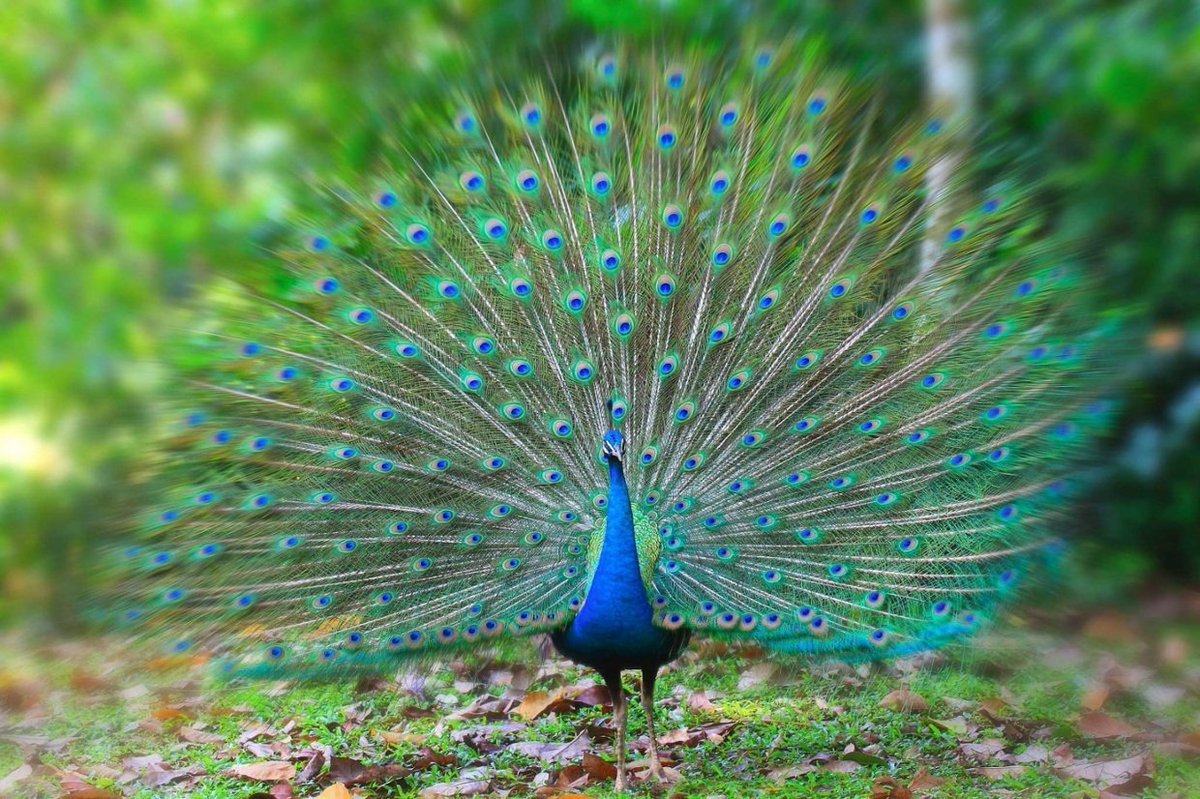 ShormiWrites's tweet photo. Try birding during weekends - a simple hobby, yet most fulfilling. #GoKiss Keep It Simple. Spotting. https://t.co/0VQEsbXfB9 https://t.co/d70C5jRZdi