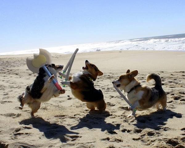 USAGirlss's tweet photo. Battle of the corgis https://t.co/Bx2dMesHXc