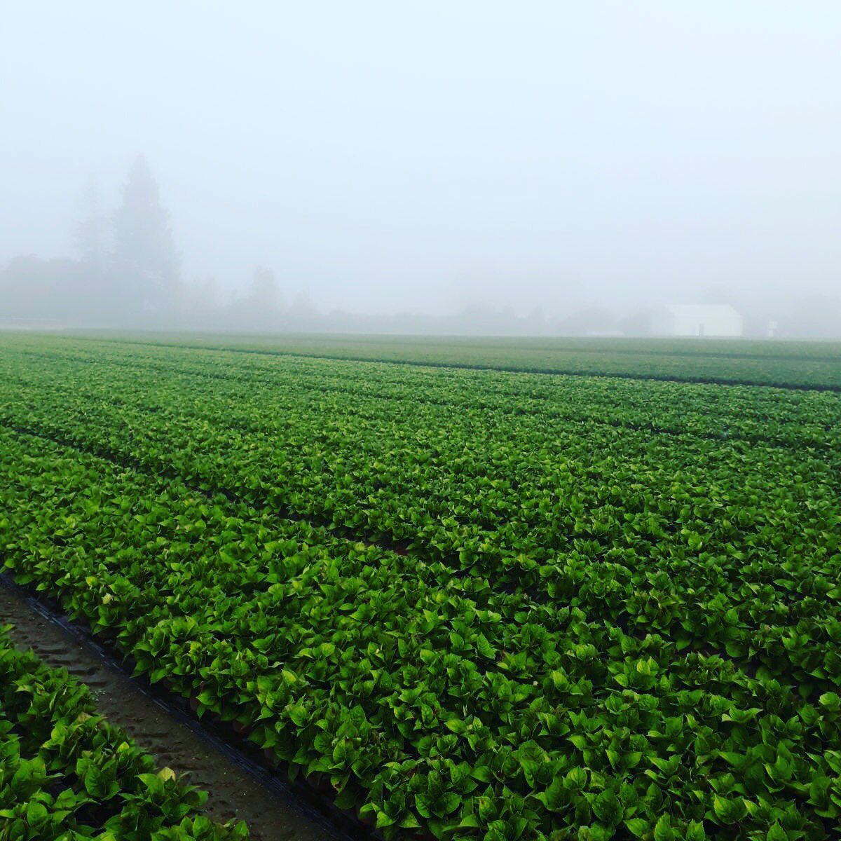 Productie voor 2018 ziet er goed uit in Frankrijk. Forever&amp;Ever is in voorbereiding voor het voorjaar.