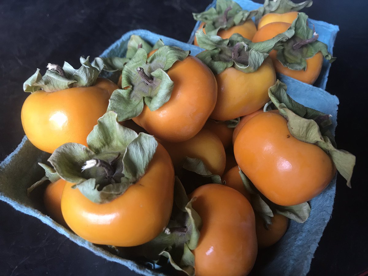 CHQLocalFood's tweet photo. Be present for the typical local harvest so you can be ready for not-so-often-treats! #Persimmons are ripening on the trees #RahalFarm #PA https://t.co/4vSsGlV8Z4
