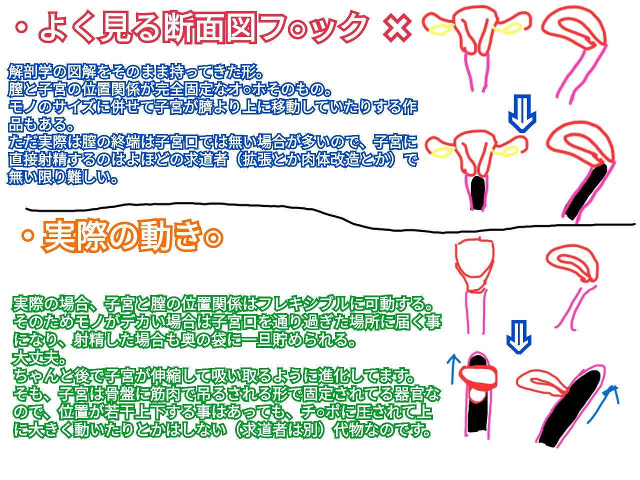 断面図　中出し (´・v・)｡oO(断面図モノって個人的には凄く好きなんだけど、描写が解剖学的に間違ってるのが多くて、エロとリアリティの狭間で悶々とする事が多いのよね……。いや、マラが子宮口とちゅっちゅしてる画は大好きなんだけども。男心としてはそそるんだけど  ...