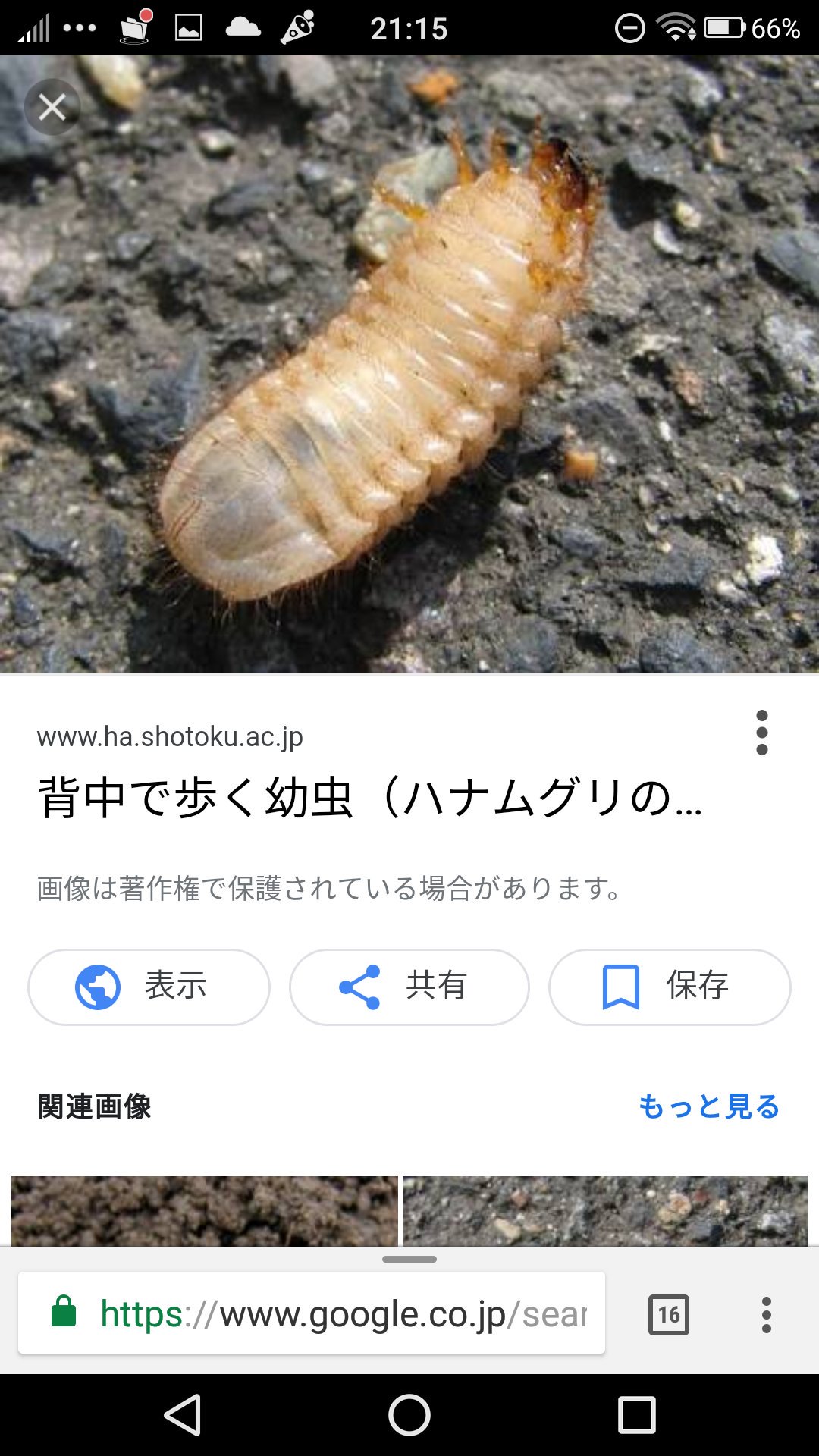 鳥人間 生き物垢 Auf Twitter Rruaolhjpytwk ハナムグリの幼虫と調べたら背中で歩く 虫とでてきました ということは 写真で 見えているのはお腹という事になりますね 背中で歩く虫がいることは初めて知りました 教えて下さりありがとうございましたm M