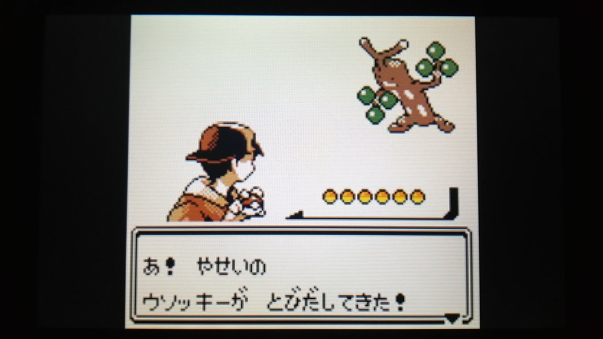 טוויטר センジ בטוויטר あ やせいの ウソッキーが とびだしてきた ポケモン金銀 T Co Euxihljrvc