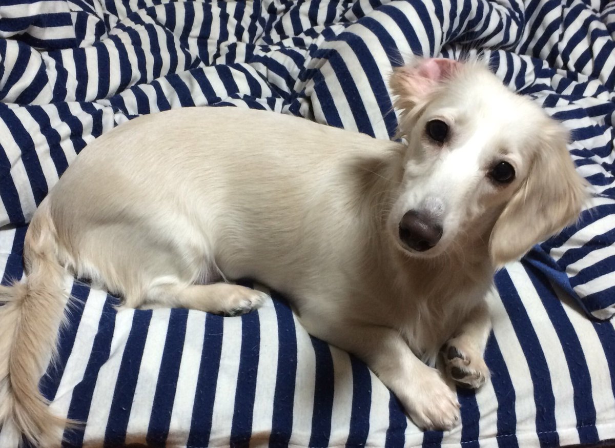 折れる Hashtag V Twitter