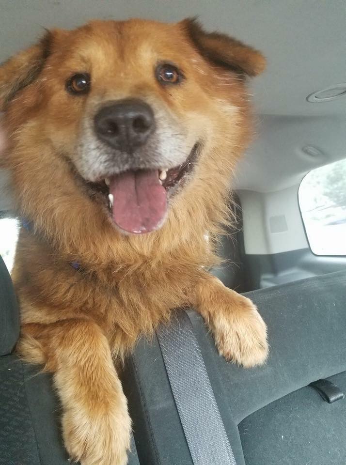 Rescuing dogs off the streets Check out our recent #rescues Rescue It's not a verb it's a Promise Facebook ow.ly/YgSV30eo1Ul