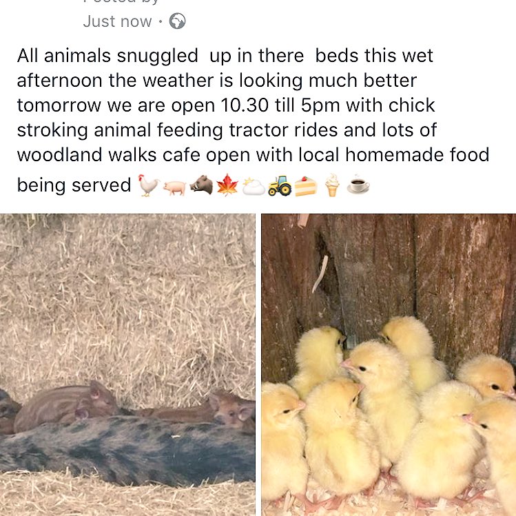 bowlandboarpark's tweet image. 