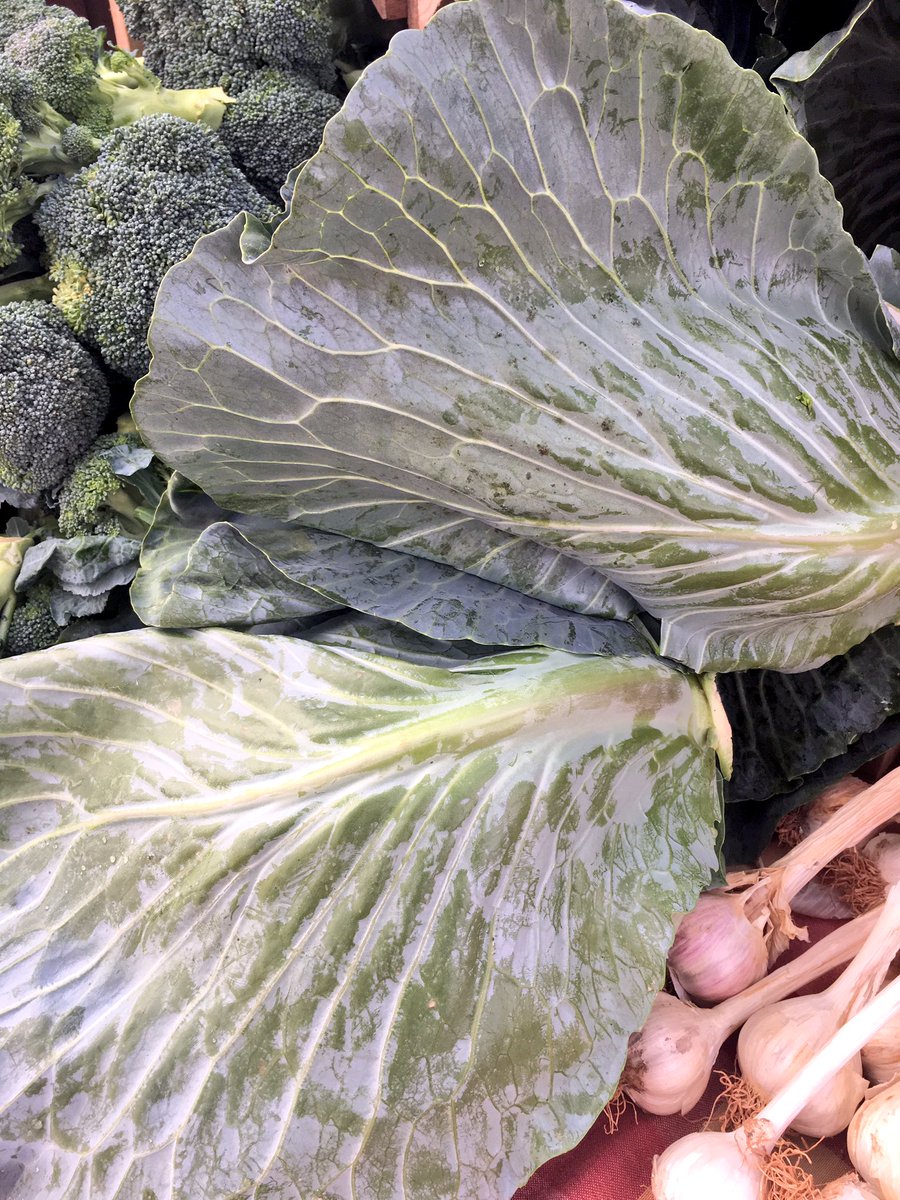 FRESHFARMGtwn's tweet photo. Gorgeous fresh cut cabbage from #hillsidemeadowfarm available today at the @FRESHFARMMktsDC in #georgetown! #FinallyFeelingFall https://t.co/4gEWTPNdRV