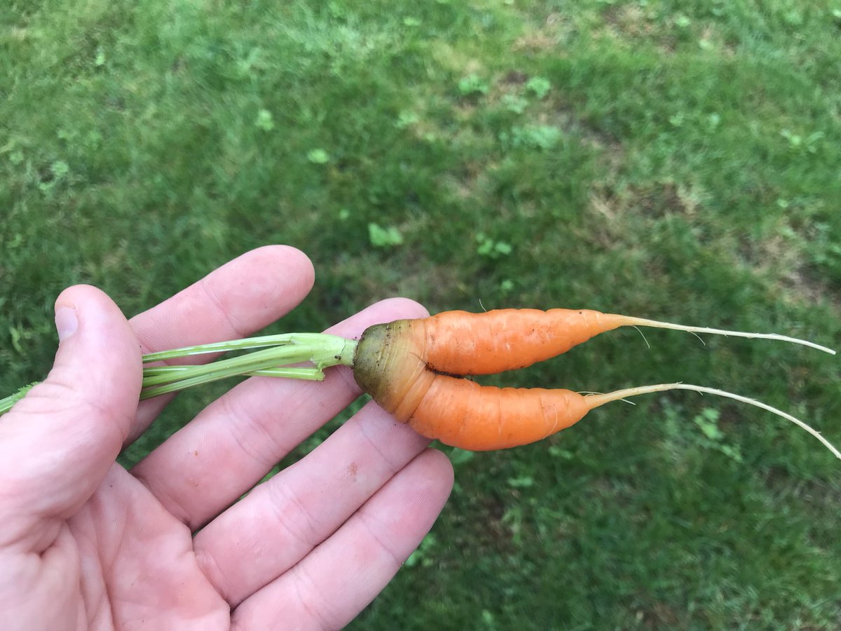 chrislb104's tweet photo. Connected carrots @RealCarrotFacts @FarmFreshRI @GrowingVegiGard #twocarrotsinone #doublecarrot https://t.co/lpX8mnnKml