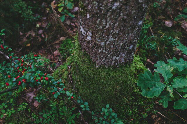 _blackbreeze's tweet photo. Photography by Van Pelt. https://t.co/raLV7Oc7FX