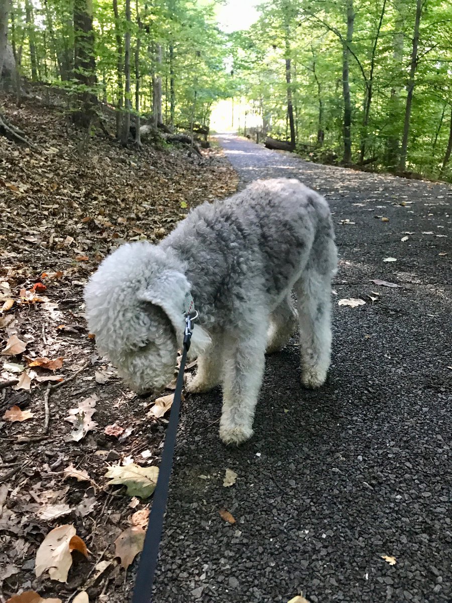 CBMMist's tweet photo. @iphixbrl 🐶🐾💕 https://t.co/8ieskJFUIJ