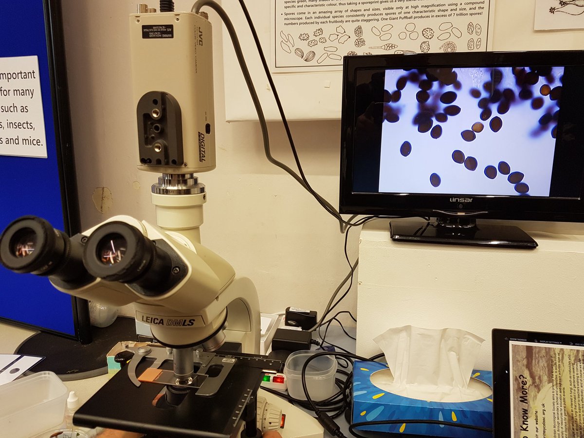 5 year old Riley from Thame found a new species of fungi in Thame this morning. This is a section of it at 1000x magnification!